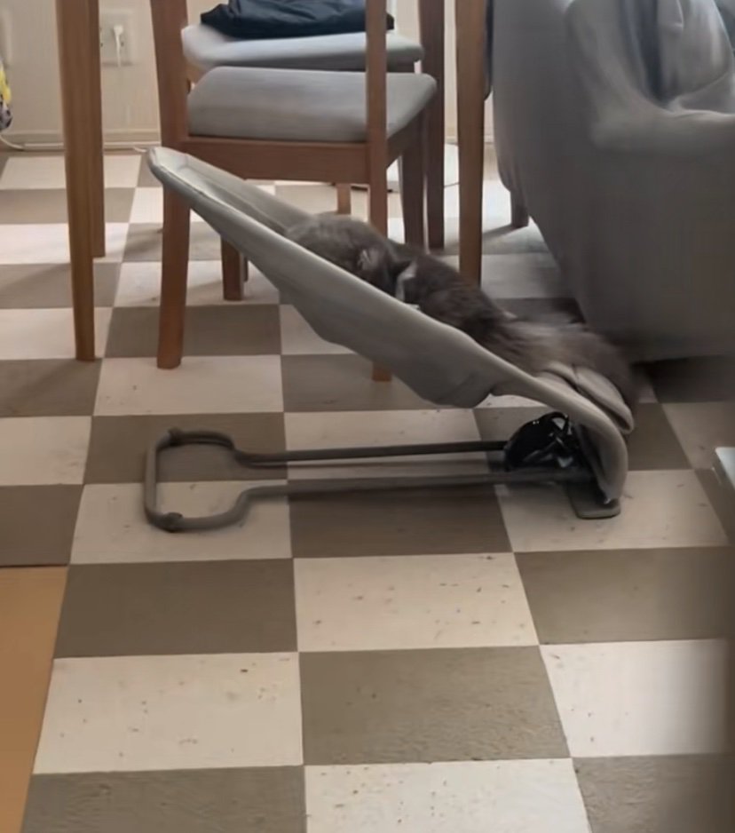 バウンサーの上に猫