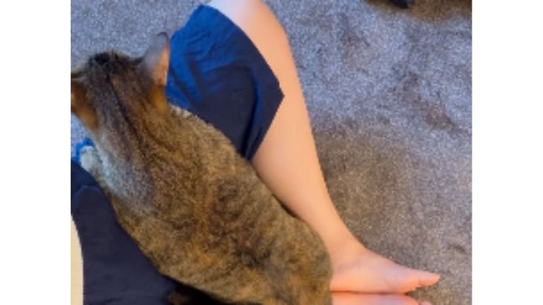 膝に乗る猫たち