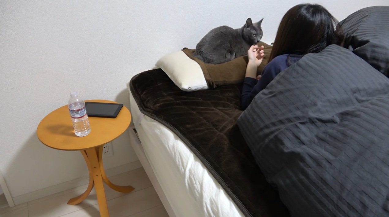 枕の上に座る猫