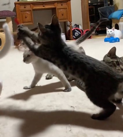 向かって左側に跳ぶ子猫達