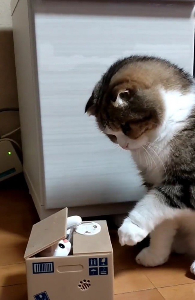 ボタンの上に腕を乗せる猫のオモチャ