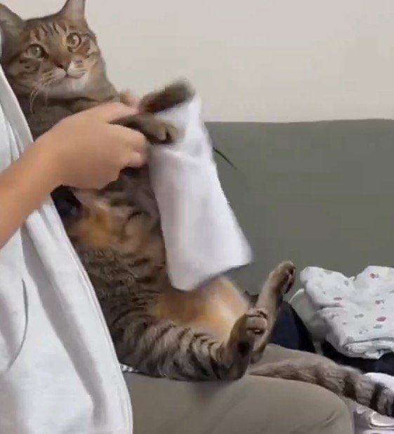 女性に抱えられて女性の膝の上に座る猫