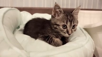 ベッドでくつろぐ子猫