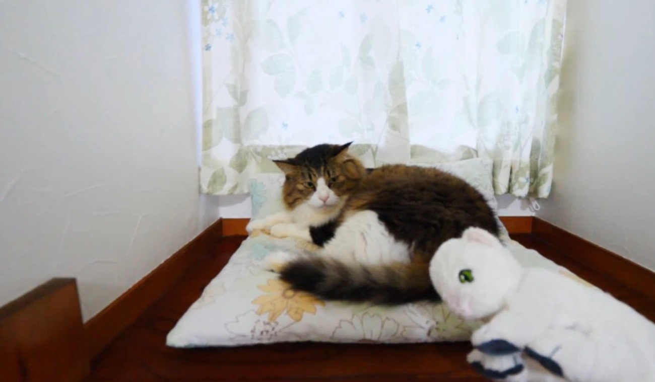 おもちゃを見る猫