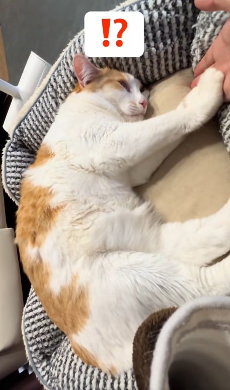 ベッドの中でふみふみしている猫と手のひらをさしだす飼い主