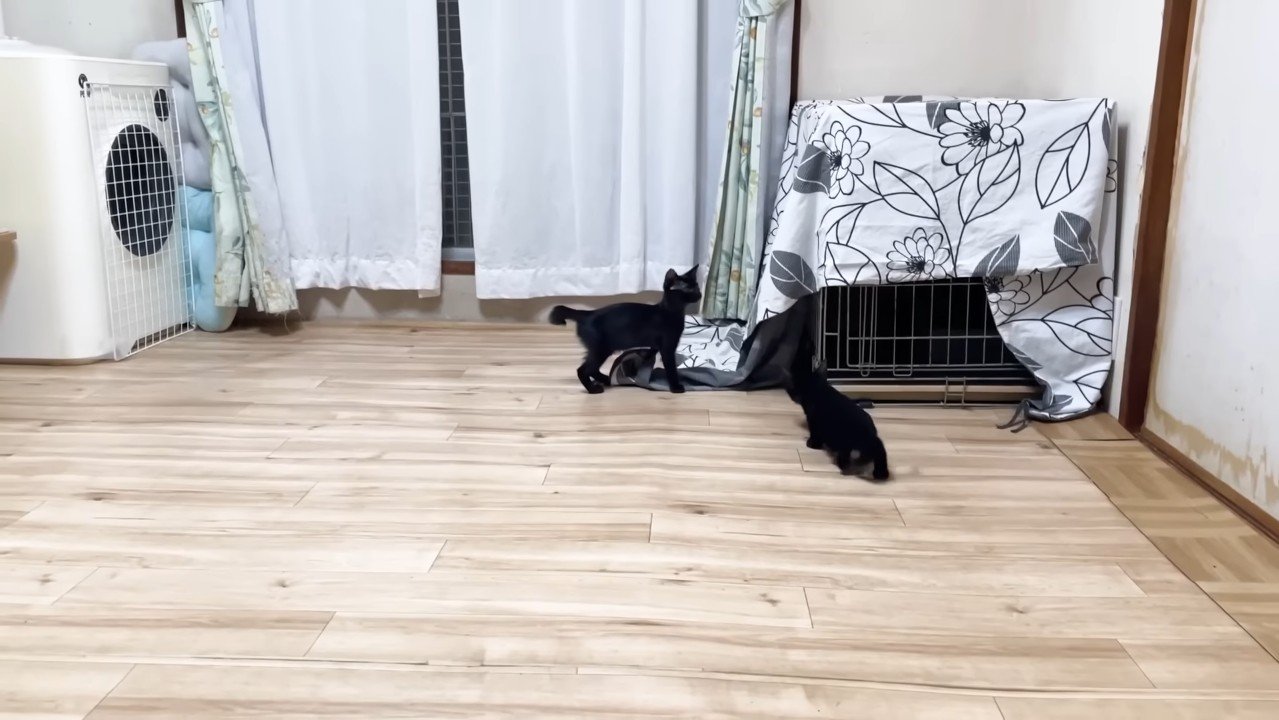 出てきた子猫姉弟