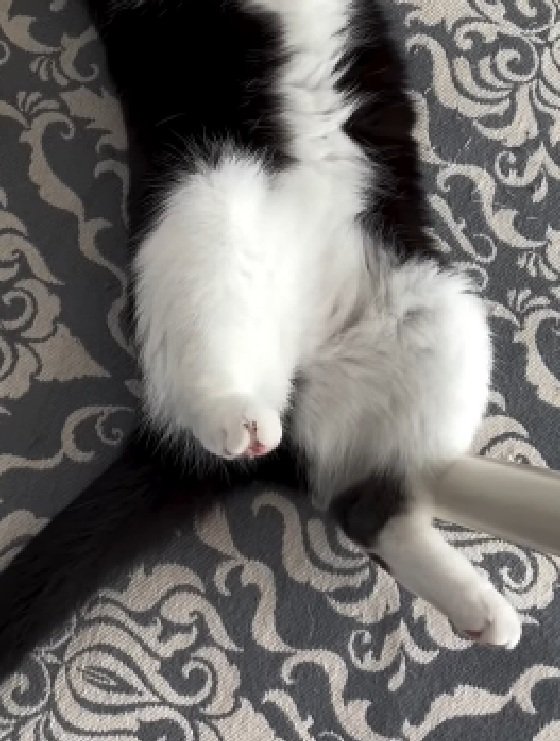猫の足