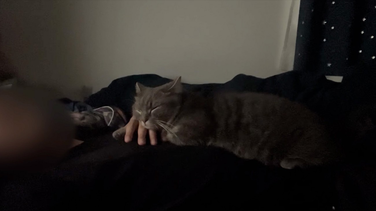 寝る猫