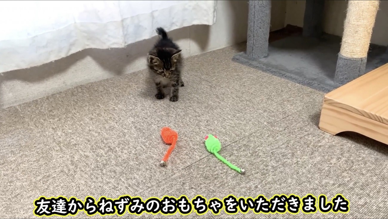 床に置かれたネズミのおもちゃと子猫