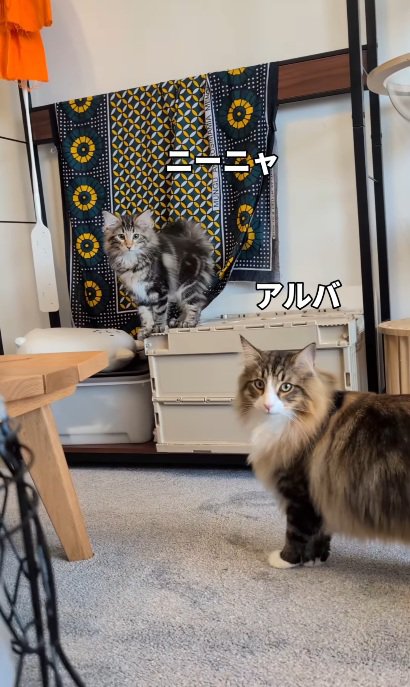 家の中にいる子猫と先住猫