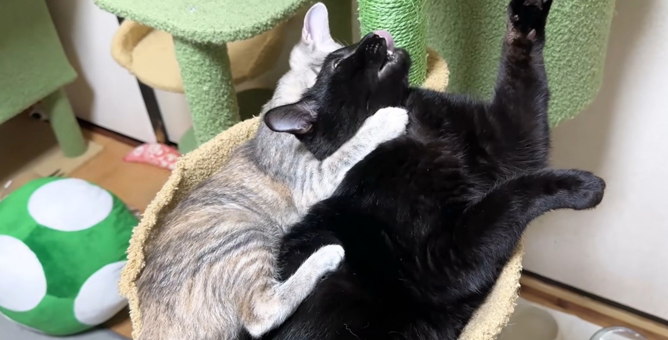 舌を出して嫌がる黒猫としがみつくシルバータビー