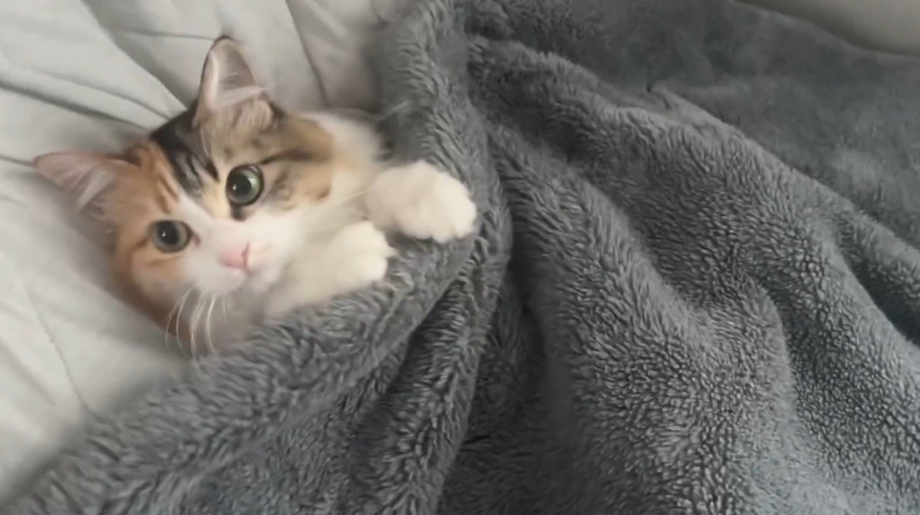 飼い主のベッドでくつろぐ猫