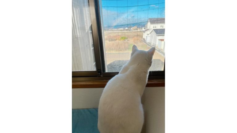 窓辺にいる猫