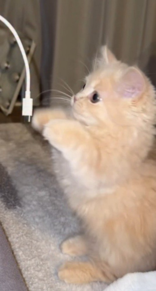 立ち上がってスマホのコードを見つめる子猫