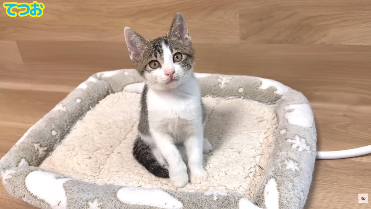 テロップ（左上）「てつお」