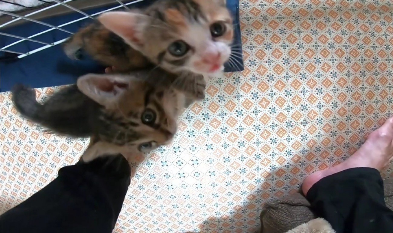 くっつきながら上を見上げる2匹の猫