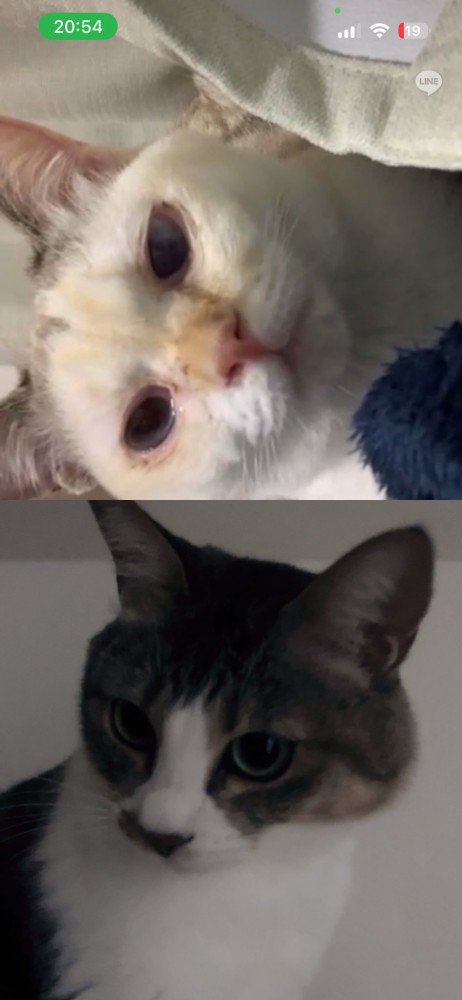 猫同士のビデオ通話の様子（シャムMIXとキジ白）
