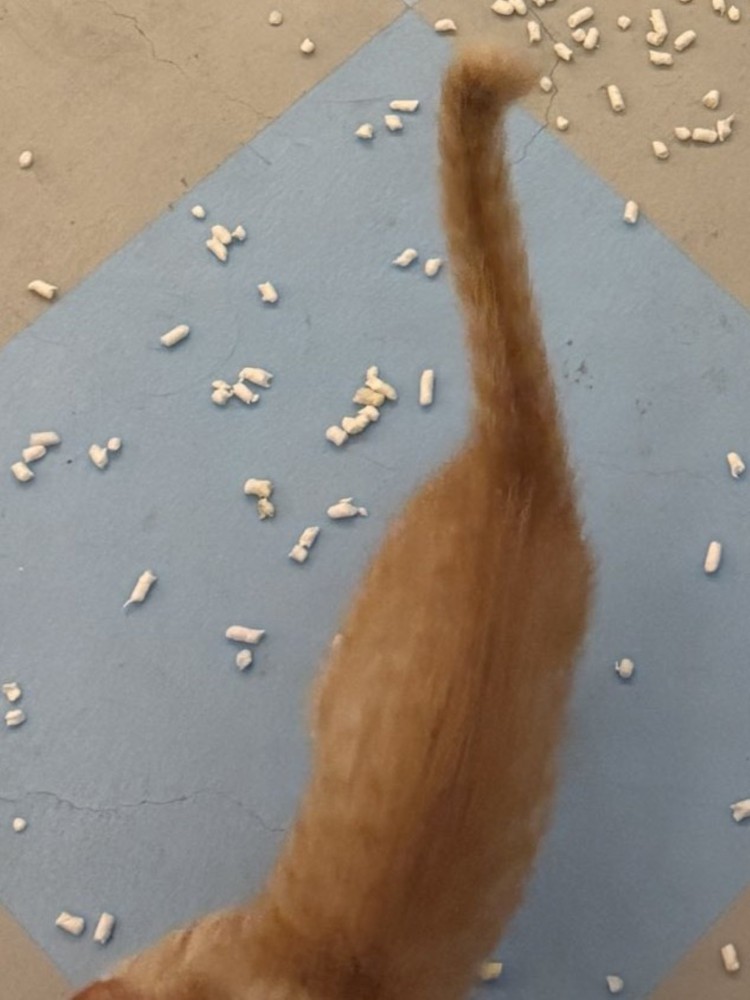 子猫のピンと上げた尻尾