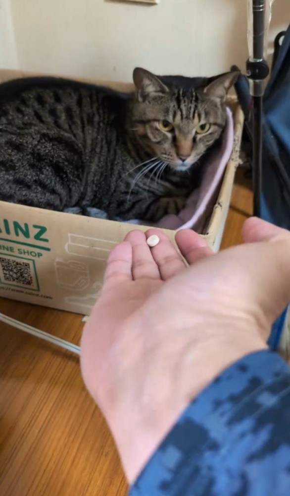 手に薬を乗せて猫に差し出す