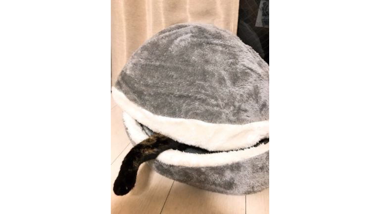 猫ベッドにいる猫