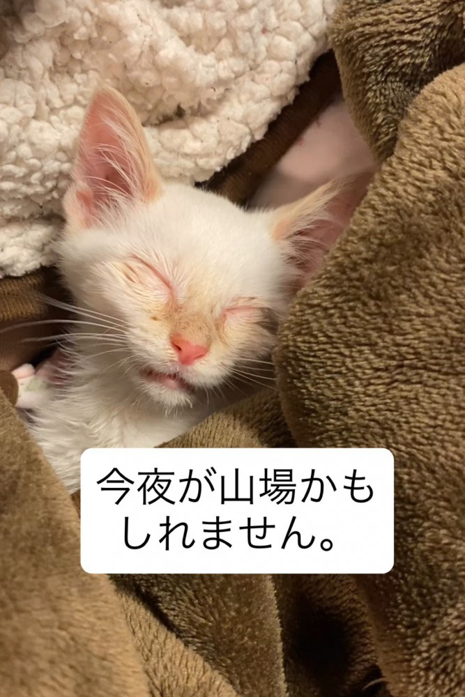 目を閉じる子猫