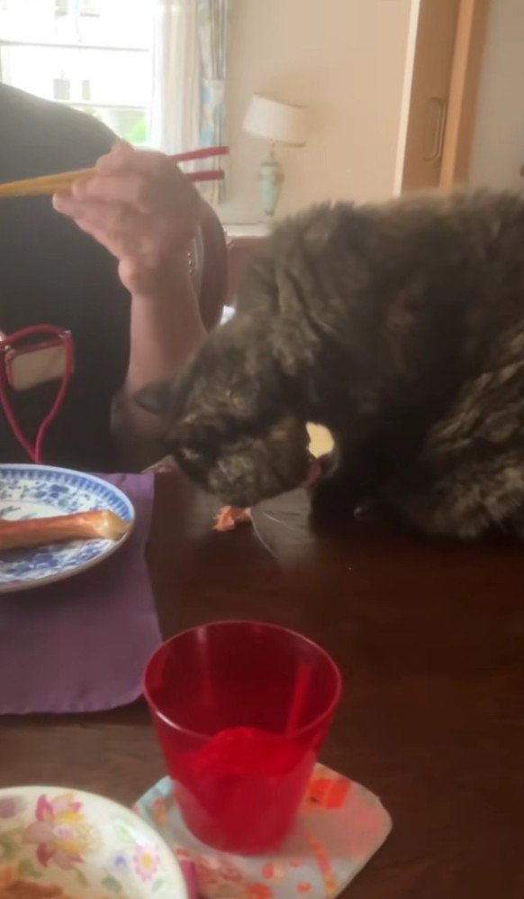 食卓で魚を食べる猫