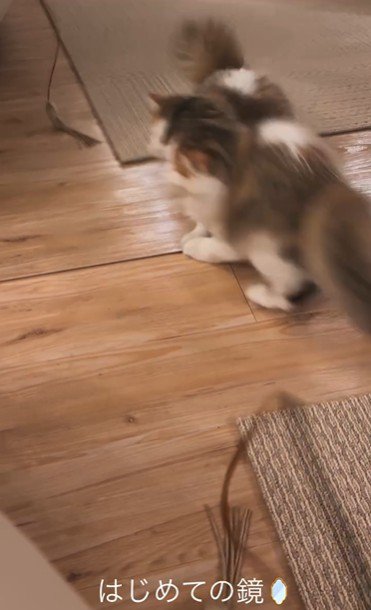 鏡に攻撃をしている子猫