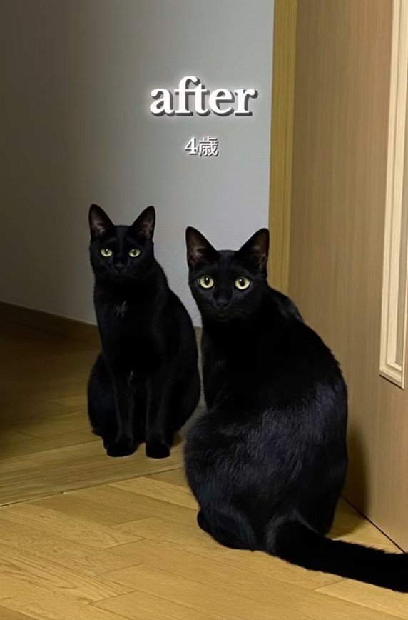 2匹の黒猫