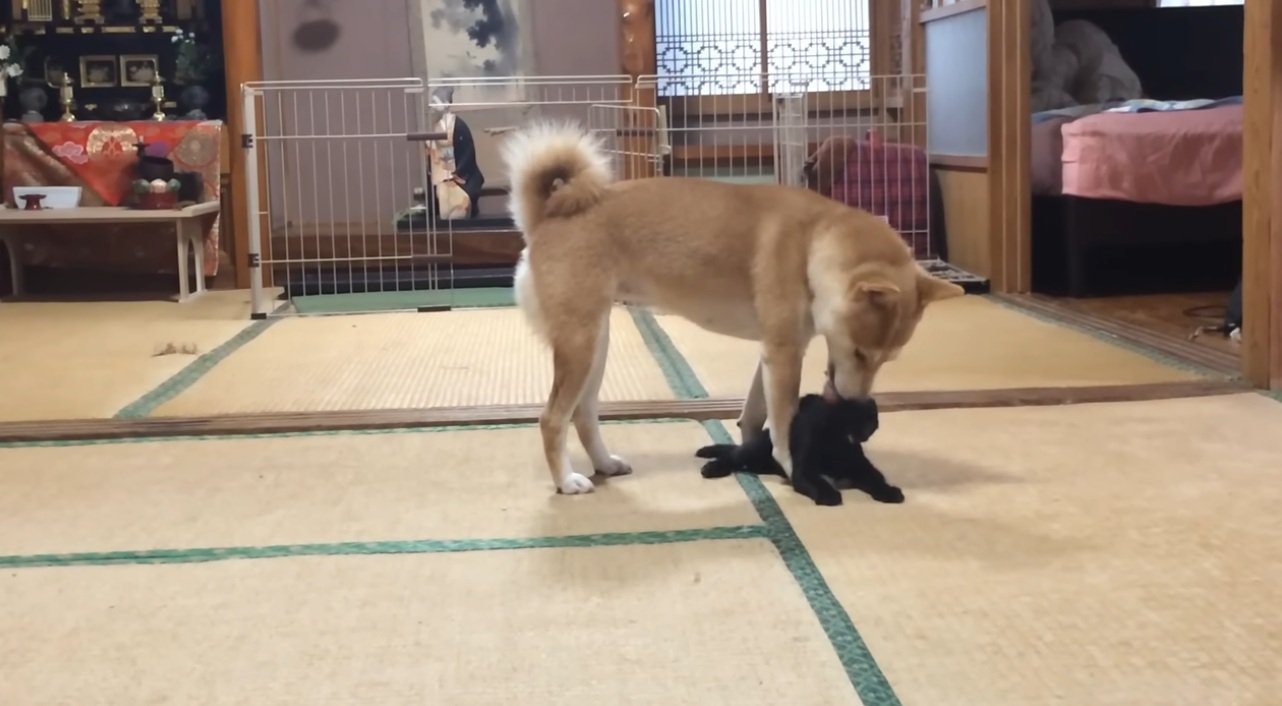 柴犬と遊ぶ黒猫の子猫