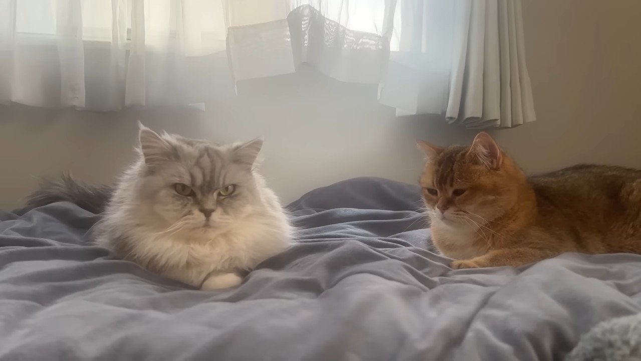 こゆきちゃんとこたつくん