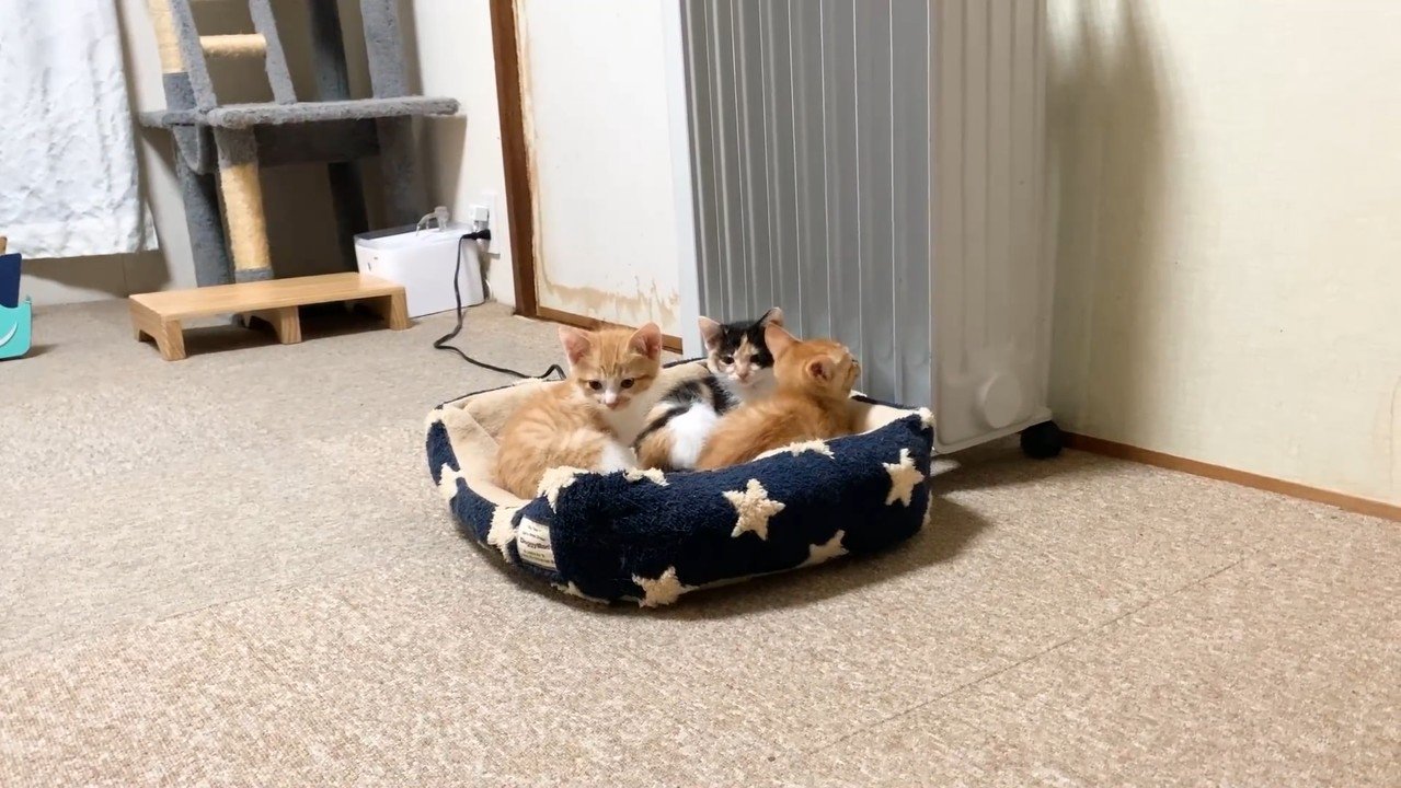 こちらを向く2匹