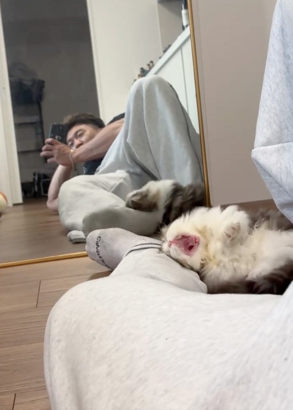 あくびする猫