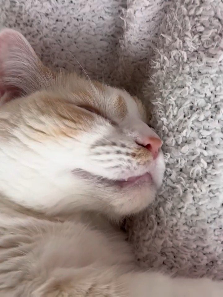 猫の寝顔