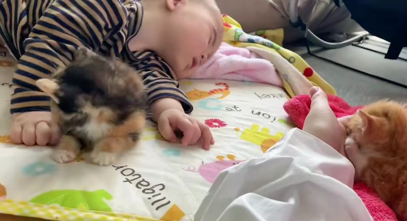寝ている赤ちゃんと子猫