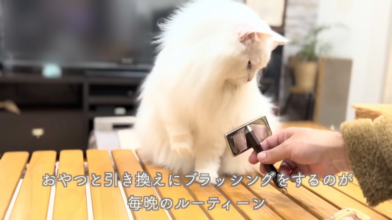 ブラシをにらむシロちゃん