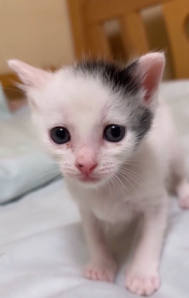 見つめる赤ちゃん猫