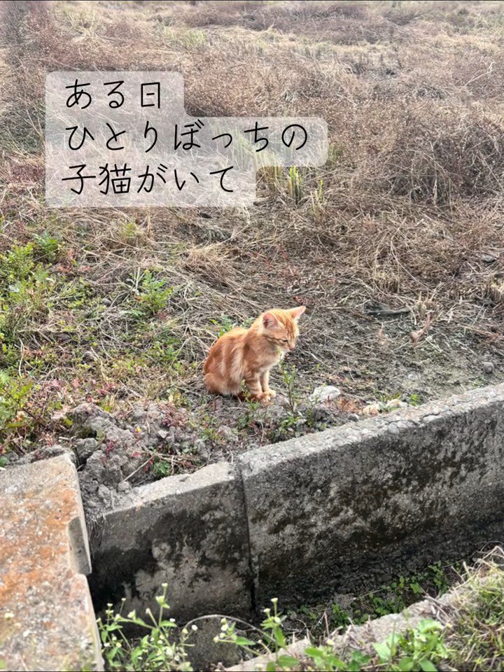 外で座っている子猫