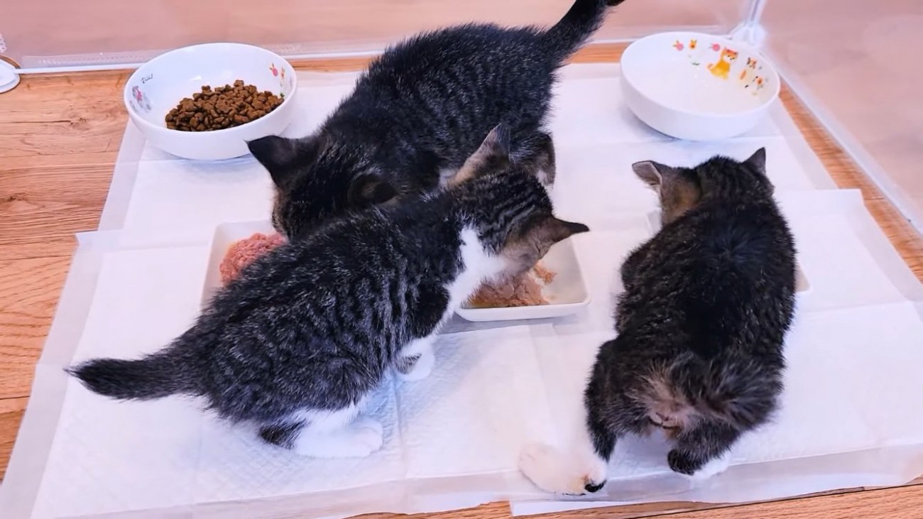 ごはんを食べる3匹の子猫