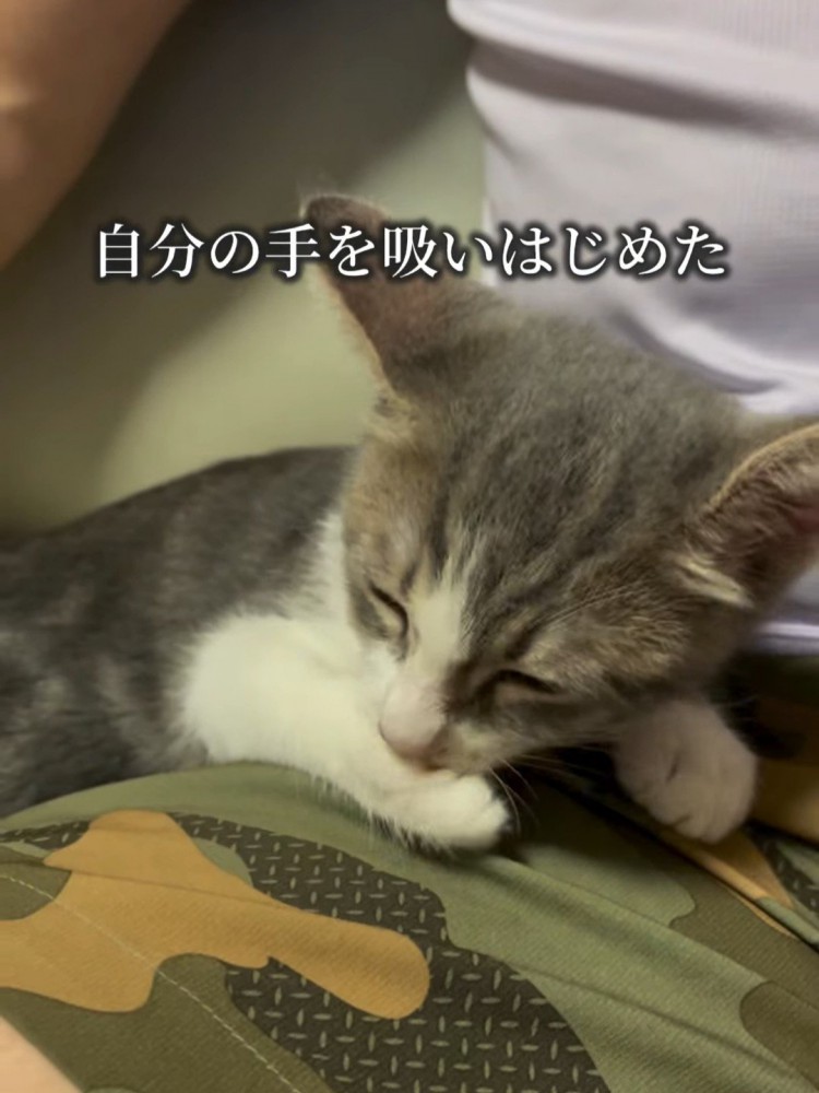 肉球を吸う猫