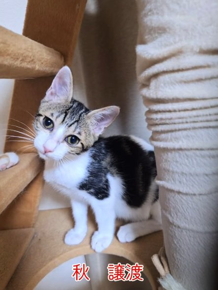 正面を見ている子猫