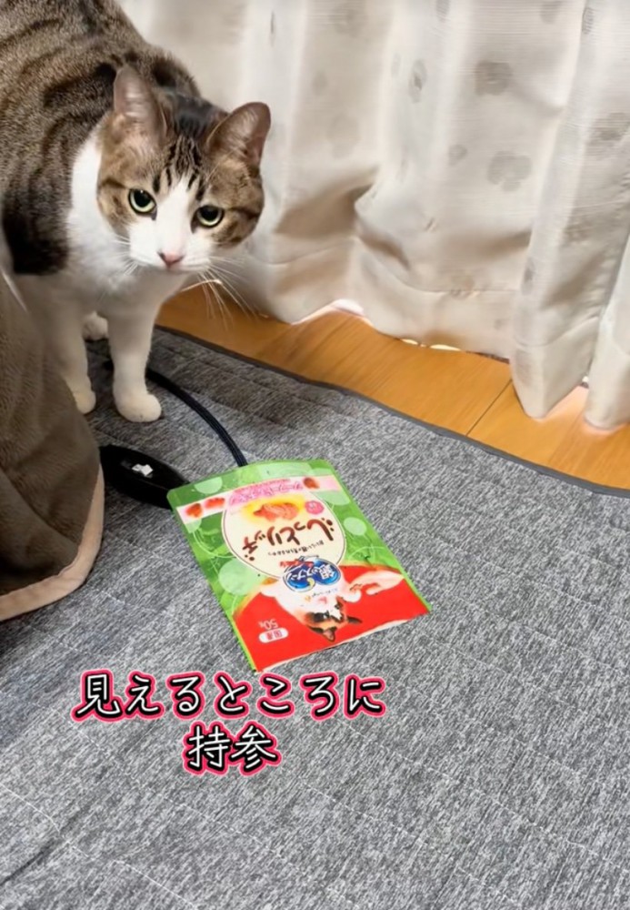 チラッと横目で飼い主を見る猫