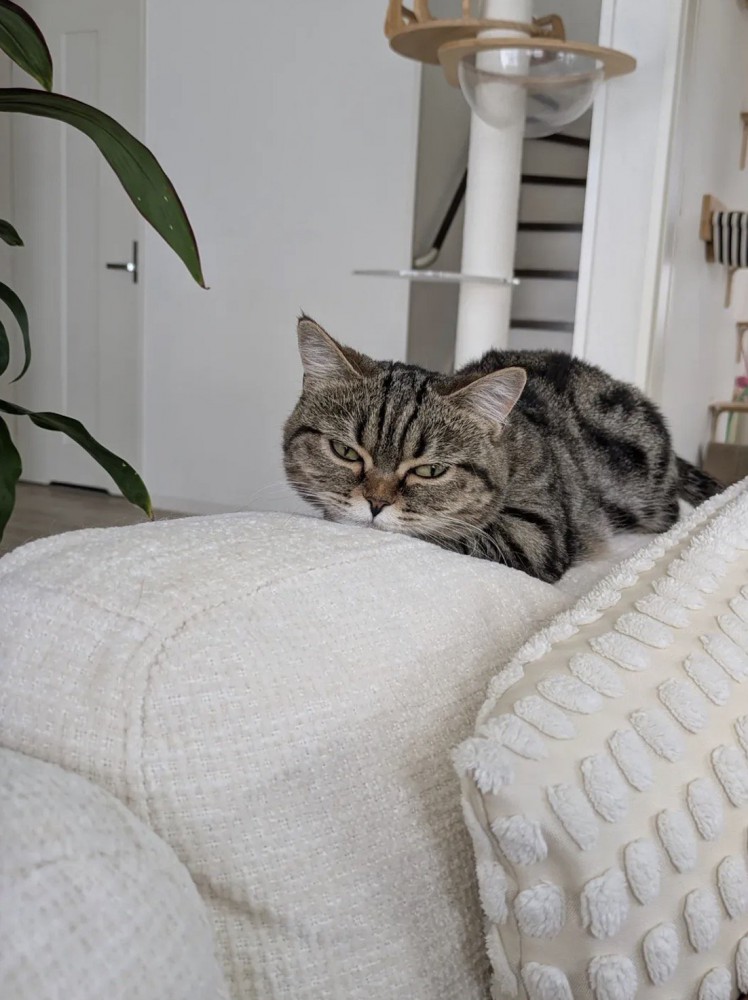 近づいてきた飼い主を見つめるミヌエット