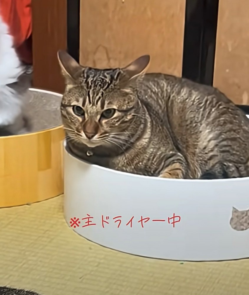 飼い主のドライヤーを見つめる猫