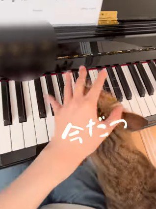 猫の頭に乗せる手
