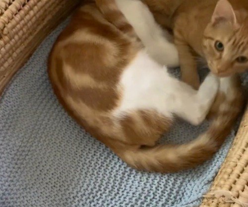 カゴの中でくつろいでいる2頭の猫