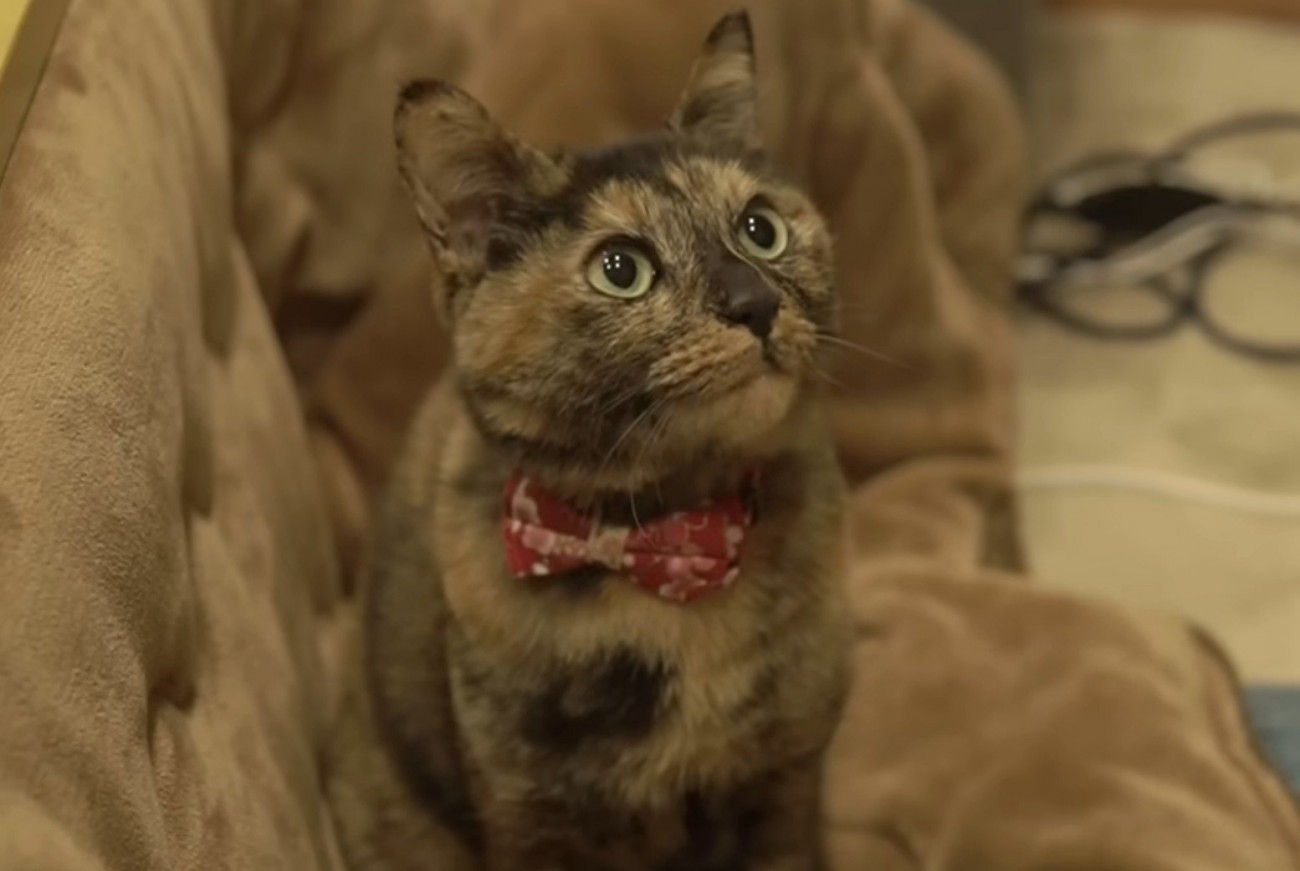 サビ猫