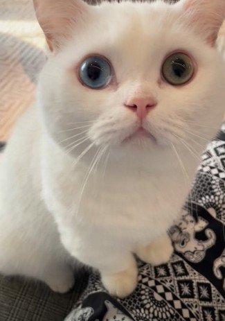 正面を見つめる白猫
