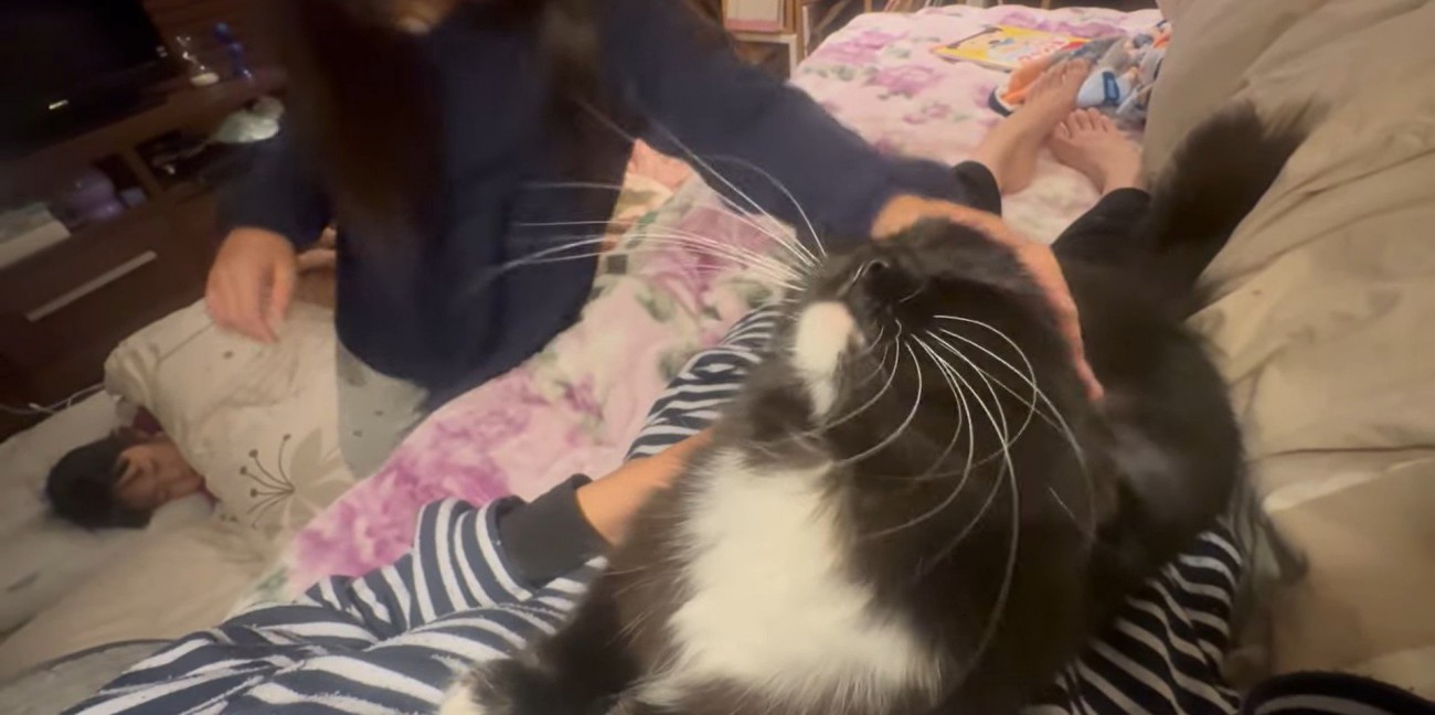 人に撫でられている猫