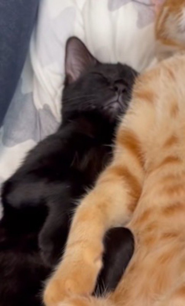 茶トラ猫にくっついて眠る黒猫