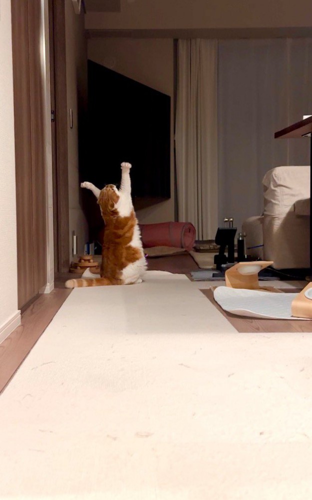 後ろ足で立ち上がり、宙に前足を伸ばす猫